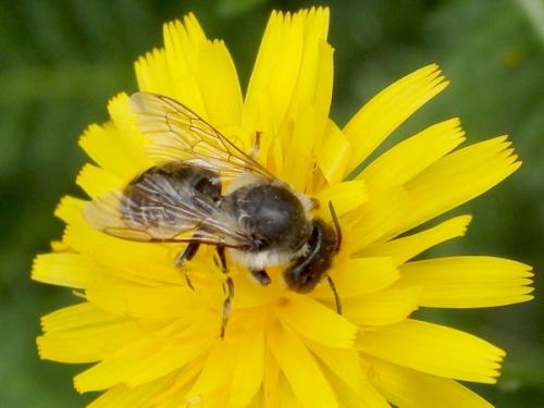Réf. 327 730 : Megachile sp.